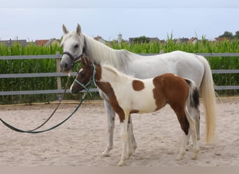 Weitere Ponys/Kleinpferde Mix, Stute, Fohlen (04/2023), 142 cm, Schimmel