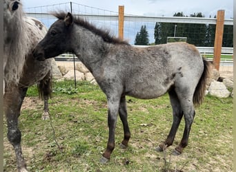 Weitere Ponys/Kleinpferde, Stute, Fohlen (06/2023), 90 cm, Rappschimmel