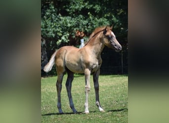 Weitere Ponys/Kleinpferde, Stute, Fohlen (05/2023), Fuchs