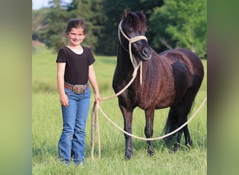 Weitere Ponys/Kleinpferde, Wallach, 10 Jahre, 104 cm, Rappe