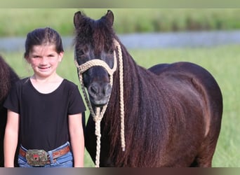 Weitere Ponys/Kleinpferde, Wallach, 10 Jahre, 104 cm, Rappe