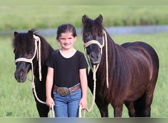 Weitere Ponys/Kleinpferde, Wallach, 10 Jahre, 104 cm, Rappe