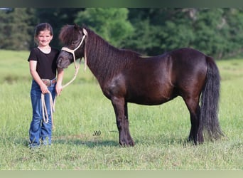 Weitere Ponys/Kleinpferde, Wallach, 10 Jahre, 104 cm, Rappe