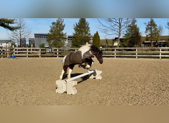 Weitere Ponys/Kleinpferde, Wallach, 10 Jahre, 107 cm, Schecke