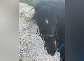 Weitere Ponys/Kleinpferde, Wallach, 10 Jahre, 110 cm, Rappe