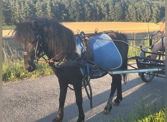 Weitere Ponys/Kleinpferde, Wallach, 10 Jahre, 110 cm, Rappe