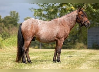 Weitere Ponys/Kleinpferde, Wallach, 10 Jahre, 122 cm, Roan-Bay