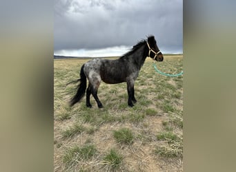 Weitere Ponys/Kleinpferde, Wallach, 10 Jahre, 122 cm, Roan-Blue
