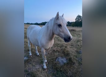 Weitere Ponys/Kleinpferde Mix, Wallach, 10 Jahre, 128 cm, Cremello