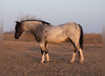 Weitere Ponys/Kleinpferde, Wallach, 10 Jahre, 130 cm, Roan-Blue