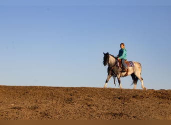 Weitere Ponys/Kleinpferde, Wallach, 10 Jahre, 130 cm, Roan-Blue