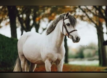 Weitere Ponys/Kleinpferde Mix, Wallach, 10 Jahre, 130 cm, Schimmel