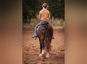 Weitere Ponys/Kleinpferde, Wallach, 10 Jahre, 137 cm, Rotbrauner