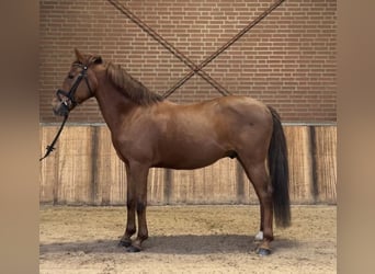 Weitere Ponys/Kleinpferde, Wallach, 10 Jahre, 144 cm, Fuchs