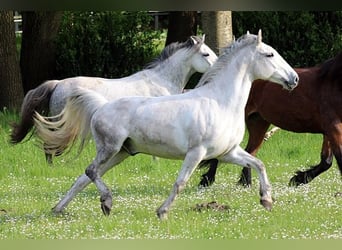 Weitere Ponys/Kleinpferde, Wallach, 10 Jahre, 144 cm, Schimmel