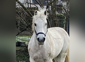 Weitere Ponys/Kleinpferde, Wallach, 10 Jahre, 145 cm, Schimmel