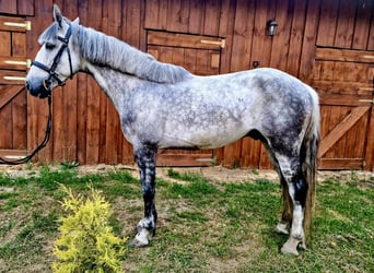 Weitere Ponys/Kleinpferde, Wallach, 10 Jahre, 152 cm, Apfelschimmel