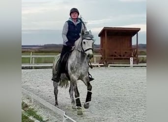 Weitere Ponys/Kleinpferde, Wallach, 10 Jahre, 152 cm, Apfelschimmel