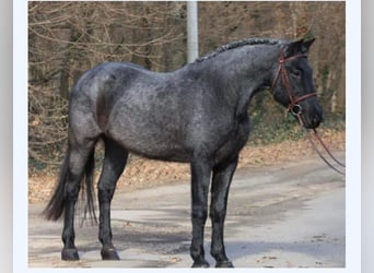 Weitere Ponys/Kleinpferde Mix, Wallach, 10 Jahre, 152 cm, Rappschimmel