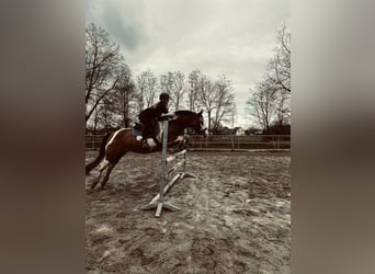 Weitere Ponys/Kleinpferde Mix, Wallach, 10 Jahre, 152 cm, Schecke