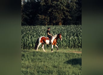 Weitere Ponys/Kleinpferde, Wallach, 10 Jahre, 158 cm, Schecke