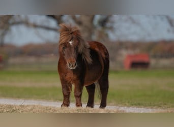 Weitere Ponys/Kleinpferde, Wallach, 10 Jahre, 79 cm, Dunkelfuchs