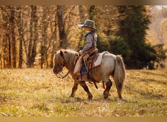 Weitere Ponys/Kleinpferde, Wallach, 10 Jahre, 81 cm, Dunkelfuchs