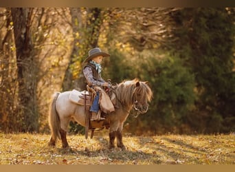 Weitere Ponys/Kleinpferde, Wallach, 10 Jahre, 81 cm, Dunkelfuchs