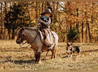 Weitere Ponys/Kleinpferde, Wallach, 10 Jahre, 81 cm, Dunkelfuchs