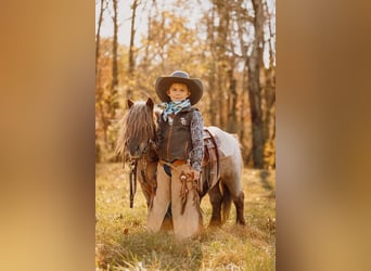 Weitere Ponys/Kleinpferde, Wallach, 10 Jahre, 81 cm, Dunkelfuchs