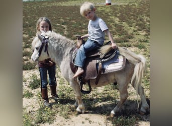 Weitere Ponys/Kleinpferde, Wallach, 10 Jahre, 84 cm, Roan-Red