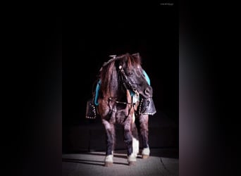 Weitere Ponys/Kleinpferde, Wallach, 10 Jahre, 89 cm, Roan-Blue