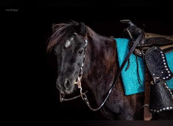 Weitere Ponys/Kleinpferde, Wallach, 10 Jahre, 89 cm, Roan-Blue