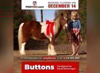 Weitere Ponys/Kleinpferde, Wallach, 10 Jahre, 97 cm, Dunkelfuchs