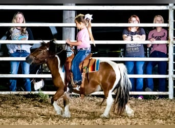 Weitere Ponys/Kleinpferde, Wallach, 10 Jahre, 97 cm, Schecke