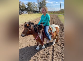 Weitere Ponys/Kleinpferde, Wallach, 10 Jahre, 97 cm, Schecke