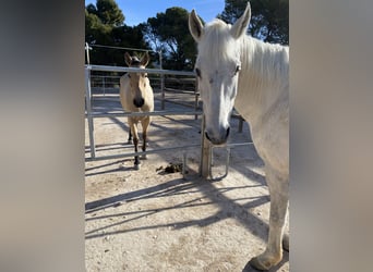 Weitere Ponys/Kleinpferde, Wallach, 10 Jahre, Buckskin
