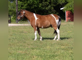 Weitere Ponys/Kleinpferde, Wallach, 10 Jahre, Rotbrauner