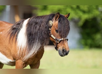 Weitere Ponys/Kleinpferde, Wallach, 10 Jahre, Rotbrauner