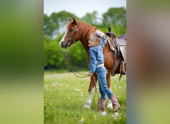 Weitere Ponys/Kleinpferde, Wallach, 10 Jahre, Rotfuchs