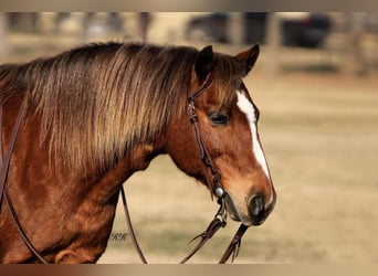 Weitere Ponys/Kleinpferde, Wallach, 10 Jahre, Rotfuchs