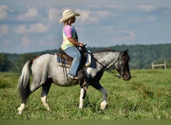 Weitere Ponys/Kleinpferde, Wallach, 11 Jahre, 102 cm, Roan-Blue