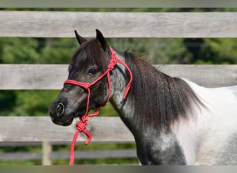 Weitere Ponys/Kleinpferde, Wallach, 11 Jahre, 102 cm, Roan-Blue