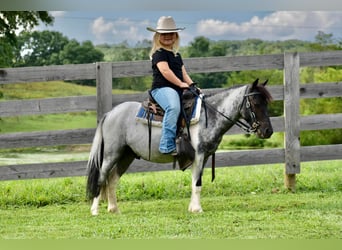 Weitere Ponys/Kleinpferde, Wallach, 11 Jahre, 102 cm, Roan-Blue