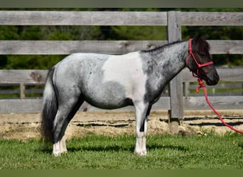 Weitere Ponys/Kleinpferde, Wallach, 11 Jahre, 102 cm, Roan-Blue