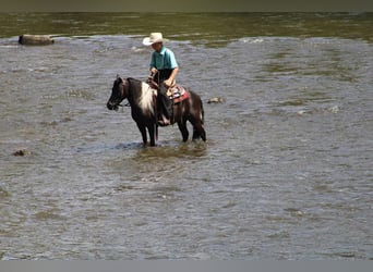 Weitere Ponys/Kleinpferde, Wallach, 11 Jahre, 112 cm, Rappe