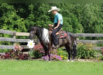 Weitere Ponys/Kleinpferde, Wallach, 11 Jahre, 112 cm, Rappe