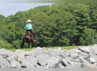 Weitere Ponys/Kleinpferde, Wallach, 11 Jahre, 112 cm, Rappe