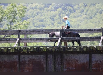 Weitere Ponys/Kleinpferde, Wallach, 11 Jahre, 112 cm, Rappe