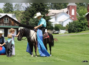 Weitere Ponys/Kleinpferde, Wallach, 11 Jahre, 112 cm, Rappe